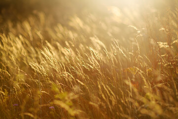 Field of golden grass in summer. Stalks of dry grass in a field at sunset. © Maria Sbytova