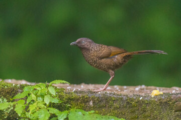Scaly laughingthrush (Trochalopteron subunicolor) at Senchal WLS, Darjeeling, West Bengal, India