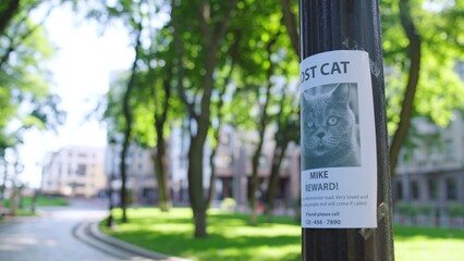 Poster with lost cat picture hanging on tree, owners searching pet, offering reward