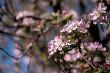 Wild apple tree pink blossoms