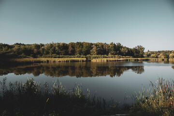reflection of trees in the water