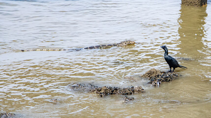 A small cormorant (Phalacrocorax niger) watch the lizard water monitor (Varanus salvator) floating around, Thailand
