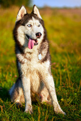 Cute Siberian husky dog smiling portrait with sun light background
