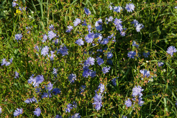 Common chicory plant blooming in a meadow	
