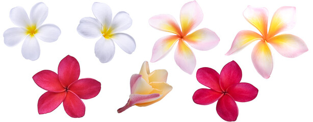 white red pink coior Plumeria flower isolated on white background.