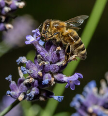 Bee pollinates a lavender flower, macro view. A honey bee working at garden with Lavandula angustifolia, close up.