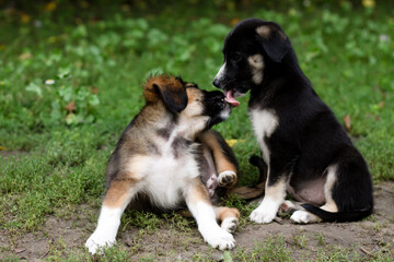 little puppies in the garden