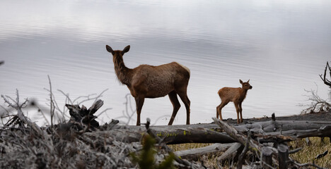 Elk mother and calf by Yellowstone Lake in American Landscape. Yellowstone National Park. United States. Nature Background.