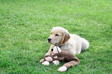 Portrait of cute golden retriever puppy lying on green grass with his soft toy