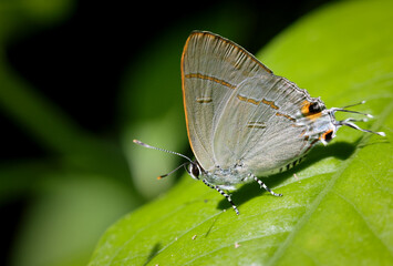 close up macro photo of a small butterfly.