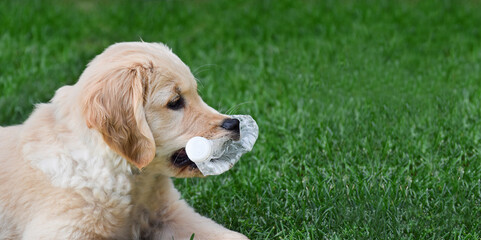 Labrador retriever puppy lying on green grass holding plustic bottle in his mouth web banner
