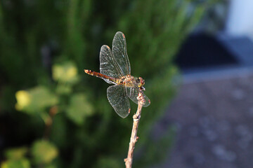 Insekt, Libelle, Libellenflügel, Flügel, Fliege