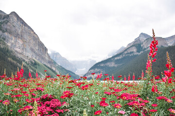 Landscape view of red flowers meadow with Rocky Mountains at lake Louise in Banff National Park in...