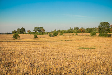 Obraz premium Wheat fields after the harvest.