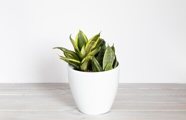 Sansevieria Golden Hahnii, Snake Plant in white plastic pot on wooden table on white background. Succulent, house plant. Selective Focus. Copy space..