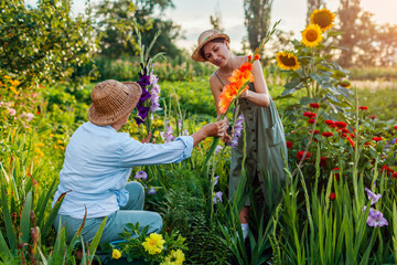 Flower farmers pick fresh gladiolus in summer garden. Cut flowers harvest. Mother and daughter work together - obrazy, fototapety, plakaty