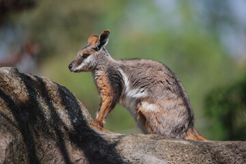 Naklejka premium Full body portrait of a rock wallaby on a rock under daylight