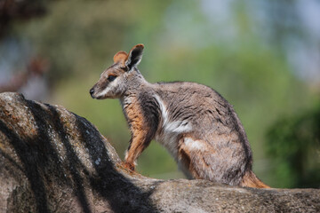 Full body portrait of a rock wallaby on a rock under daylight