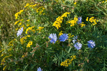 Common chicory and common tansy blooming in a meadow