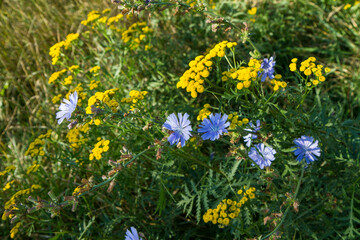 Fototapeta premium Common chicory and common tansy blooming in a meadow