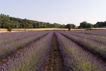 Fototapeta na wymiar lavender field region in southern france during summer at sunset