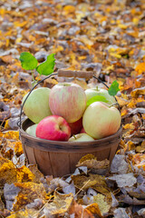 Variety of fresh picked apples in an orchard basket
