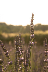 lavender field at sunset (portrait mode)