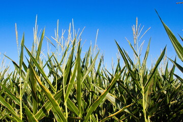 Extensive fields of corn to be harvested and fed to the population