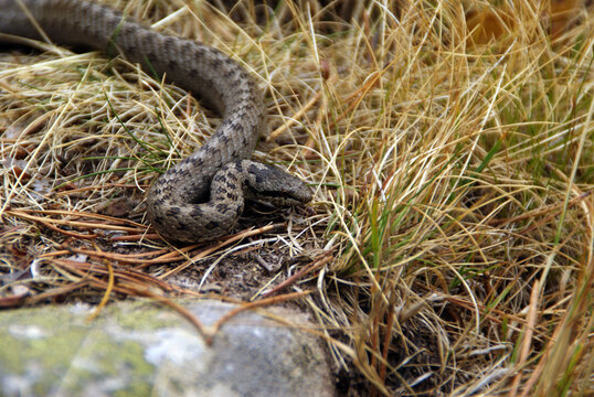 serpiente