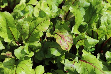 Ecological vegetable garden. Beet growing, green leaves.