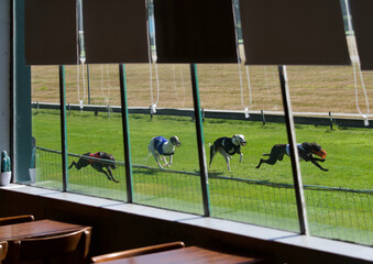 Race of several greyhounds seen from inside the empty old bar of the cynodrome of Awans in Belgium. - obrazy, fototapety, plakaty