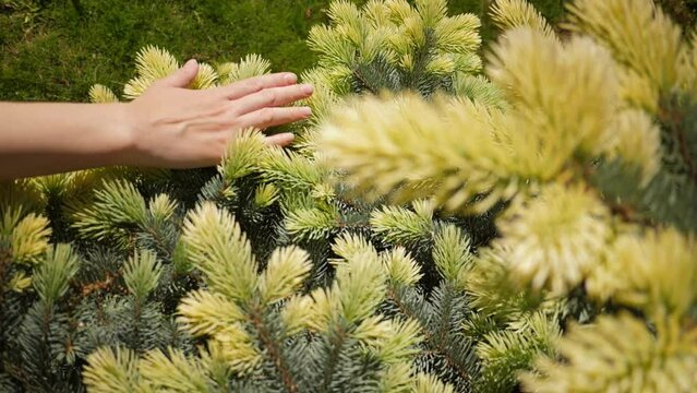 Tracking shot of the slow motion of caucasian female hand running over new soft green needles on branch of an evergreen blue spruce, selective focus.