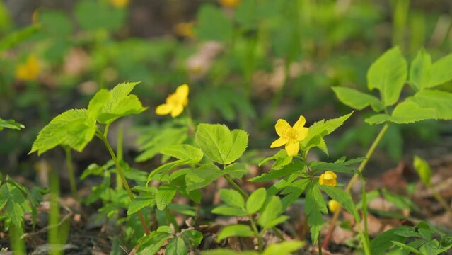 Wild yellow anemone flowers in the early spring forest. Anemone ranunculoides. Rack focus.