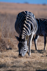 Fototapeta na wymiar Herd of Striped Zebra walking in the field and grazing during the winter months of Rietvlei in South Africa 