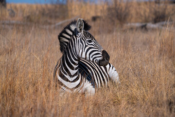 A Striped Zebra with a beautiful mane laying down in the grass and walking with the herd looking...