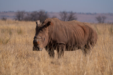 Fototapeta premium A stunning De Horned Wide lipped Rhino showing battle scars from fights, walking in the road in between the cars during a Safari game drive. Part of the Big five, taken in Rietvlei nature reserve