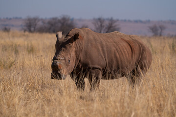 A stunning De Horned Wide lipped Rhino showing battle scars from fights, walking in the road in between the cars during a Safari game drive. Part of the Big five, taken in Rietvlei nature reserve