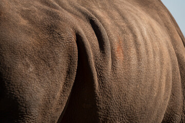 Abstract Textured and patterned rough hide of a wide lipped Rhino as an endangered species