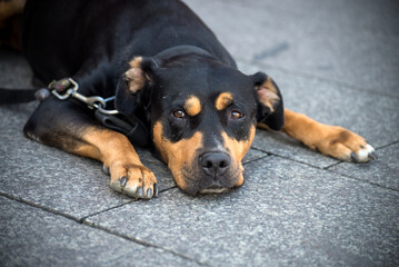 Portrait of young rottweiler dog lying in the street