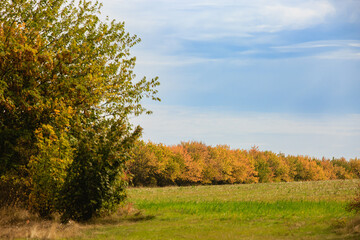 Fototapeta premium Agricultural field in late autumn, the field sprouted winter crops. Autumn landscapes of agricultural fields.