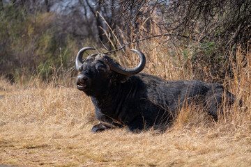 A Beautiful Portrait of a Black Wide horned Buffel buffalo Laying in the brown grass, taken at a...