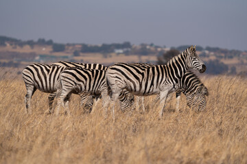 Herd of Striped Zebra walking in the field and grazing during the winter months of Rietvlei in South Africa 
