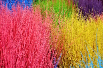 Colorful stained stalks dyed wood lavender fields decorations, coffee shops cafes houses texture...