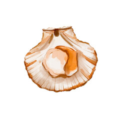 Scallop watercolor seafood illustration isolated on white background