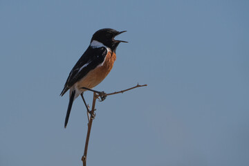 Beautiful Single African Stonechat perched on a Twig in the bush veld  calling for a mate with stunning blurred background with copyspace. Taken during the winter months in Rietvlei nature reserve