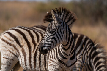 Obraz na płótnie Canvas A Striped Zebra with a beautiful mane laying down in the grass and walking with the herd looking for grazing field during the winter months of Rietvlei nature reserve of South Africa