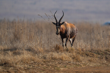 Single Blesbok Blesbuck walking through the field looking for graze and eating while looking for predators during the winter months in Rietvlei nature reserve in South Africa during a safari Drive