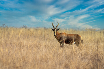 Single Blesbok Blesbuck walking through the field looking for graze and eating while looking for predators during the winter months in Rietvlei nature reserve in South Africa during a safari Drive