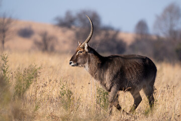 a 1 horned Waterbuck waterbok walking in the brown field during the winter months in the Rietvlei nature reserve in South Africa during a Safari drive