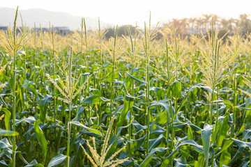 Corn maize agriculture nature field
